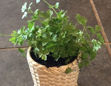 Parsley for Dogs