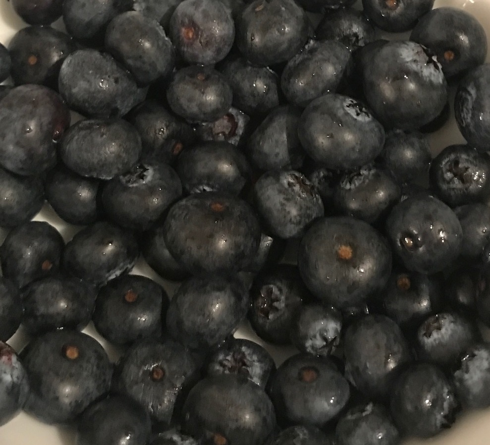 Blueberries – Featured Ingredient – Healthy Food for Dogs