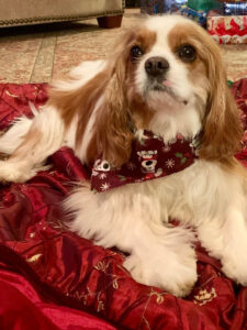 Mikey, Cavalier King Charles Spaniel