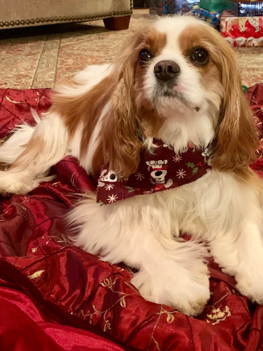 dog nutrition case reports