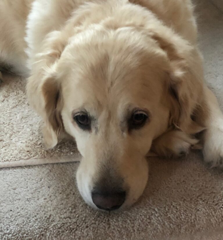 Milk Thistle Case Report – Topical Application, Golden Retriever