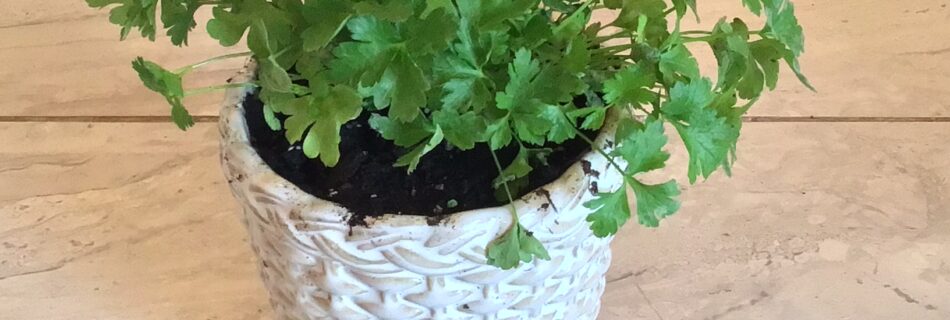parsley for dogs