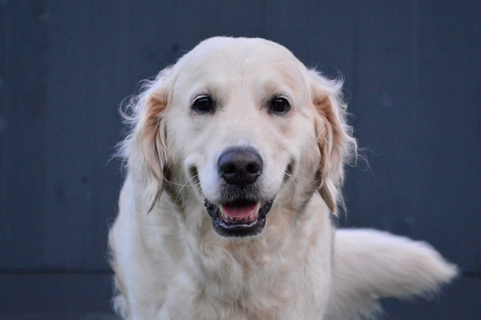 dental care for dogs