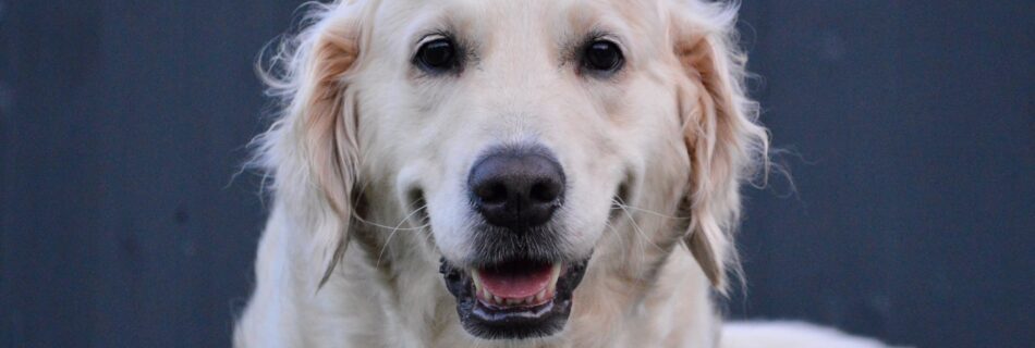 dental care for dogs