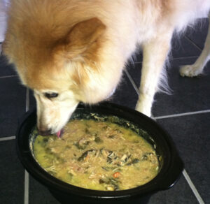 homemade dog food