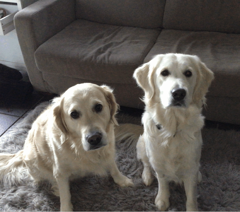 Skin Health In Dogs – What to Avoid and Include