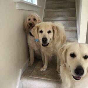 planning for your pet