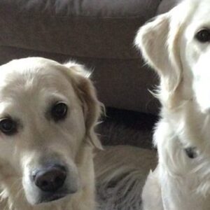 Media and Publishing Services