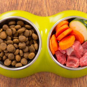 what is the best dog food