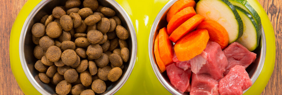 what is the best dog food