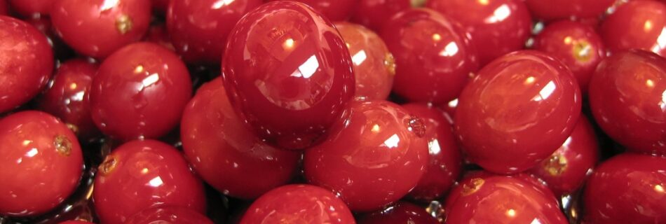 cranberry for dogs